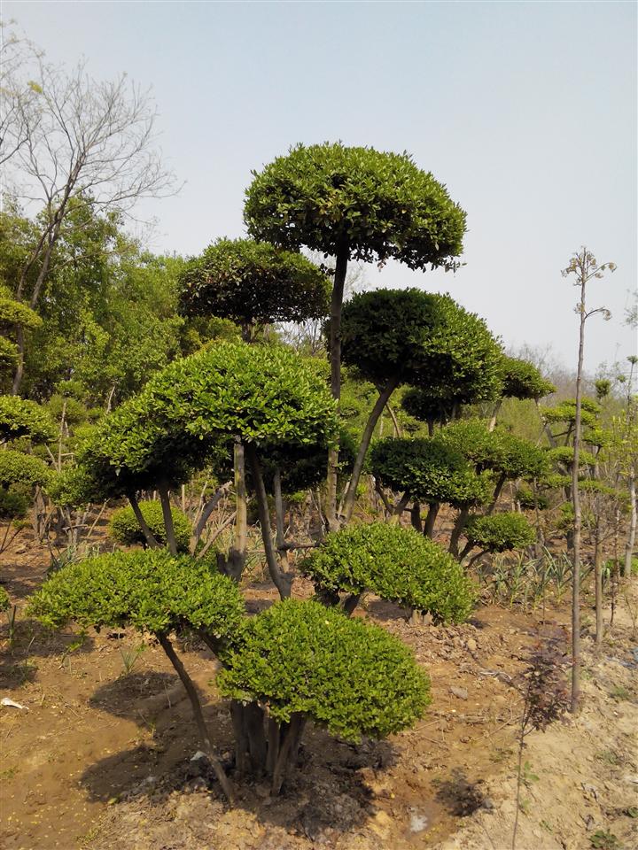 小叶女贞造型树基地批发价格